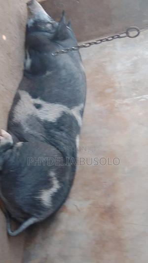 Mature Female Pig – Top-Quality