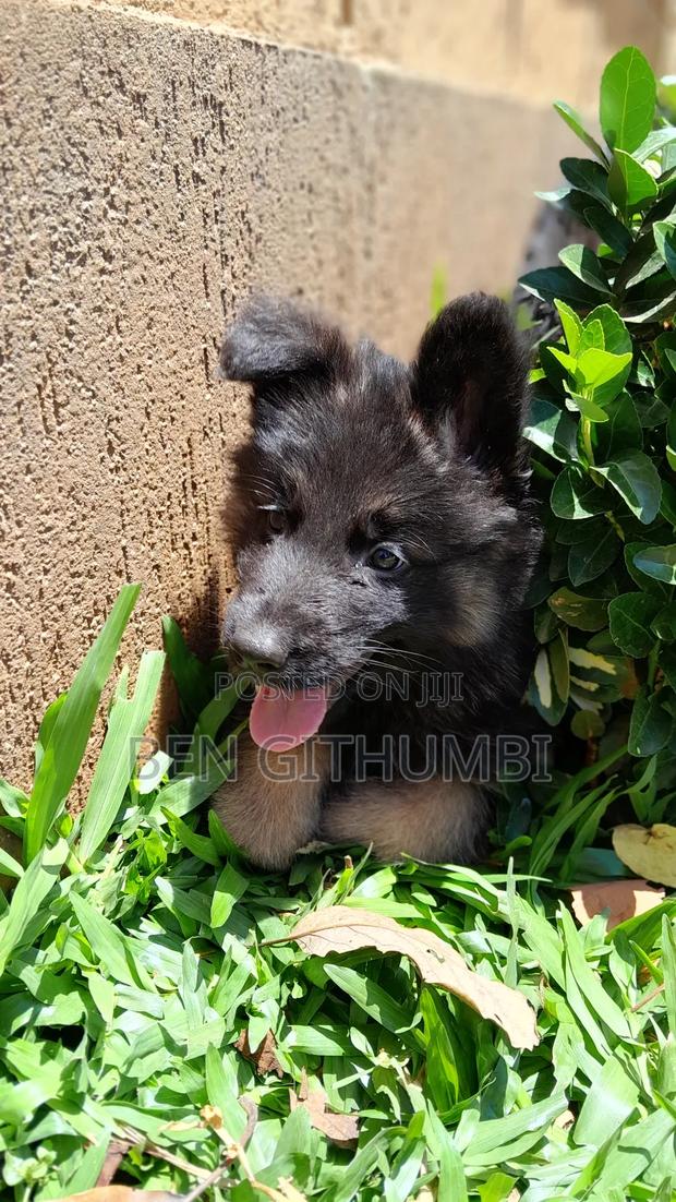 1-3 months Male Purebred German Shepherd