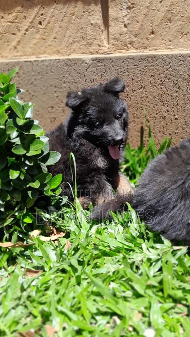 1-3 months Male Purebred German Shepherd
