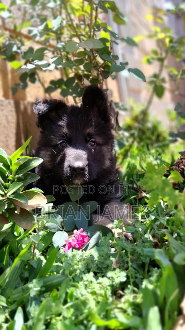 1-3 months Male Purebred German Shepherd - thumbnail 2