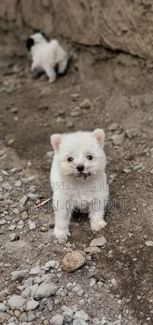 1-3 months Female Purebred Maltese