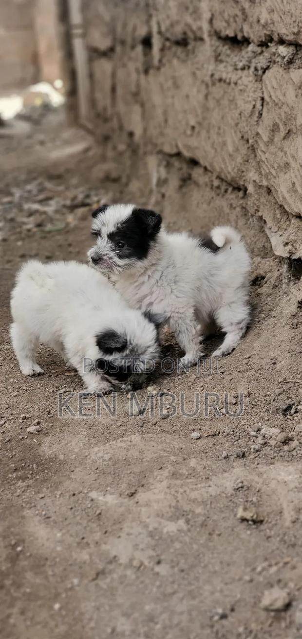 1-3 months Female Purebred Maltese - thumbnail 2