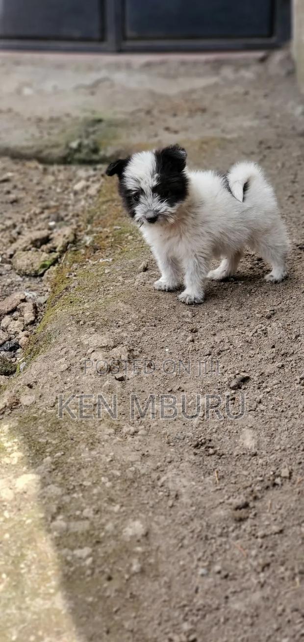 1-3 months Female Purebred Maltese - thumbnail 3