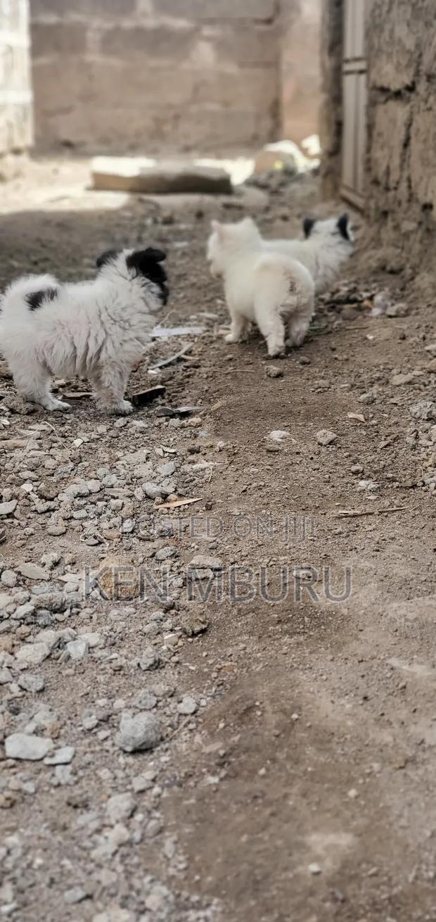 1-3 months Female Purebred Maltese - thumbnail 4