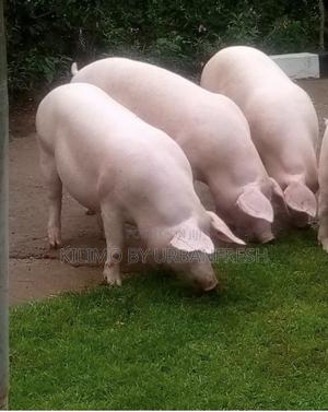 Max Gro Pig Boar 20 - 22 Weeks - thumbnail 2