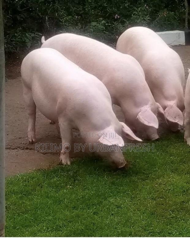 Max Gro Pig Boar 20 - 22 Weeks - main view