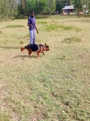 1+ year Female Purebred German Shepherd