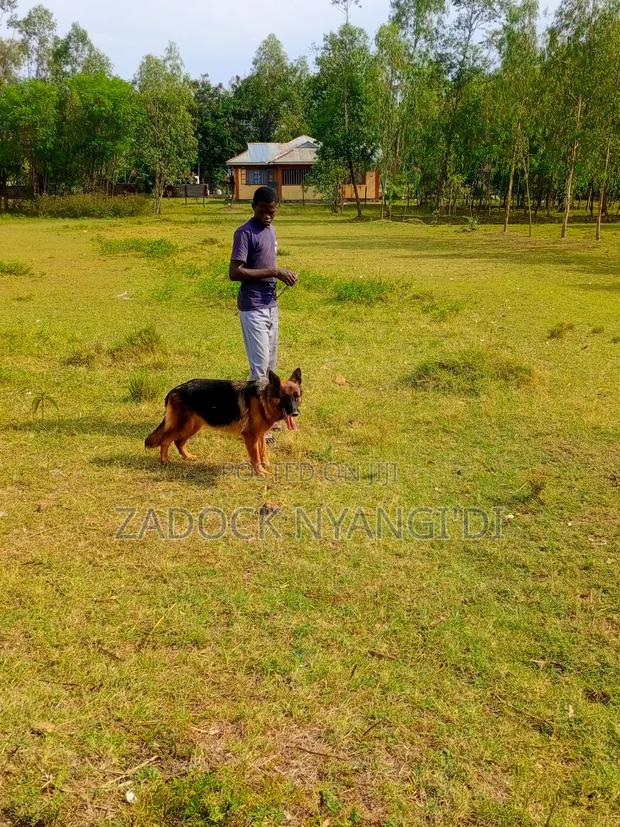 1+ year Female Purebred German Shepherd - thumbnail 2