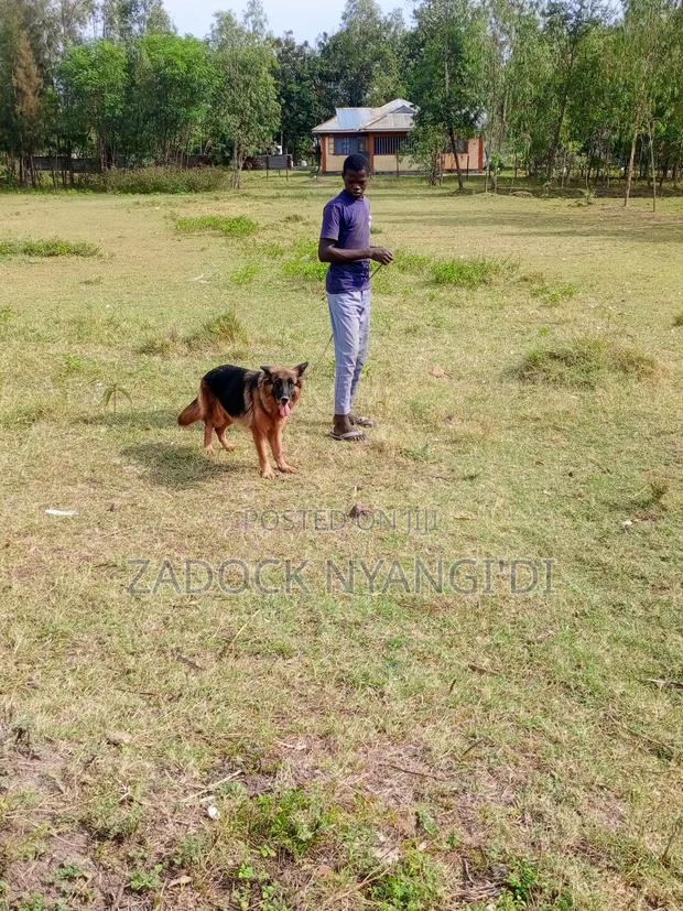 1+ year Female Purebred German Shepherd - thumbnail 3