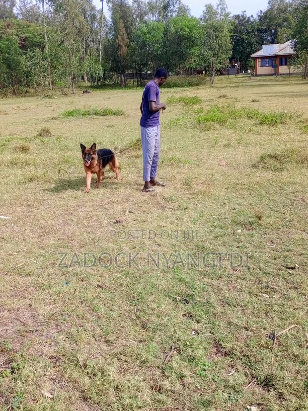 1+ year Female Purebred German Shepherd - thumbnail 4