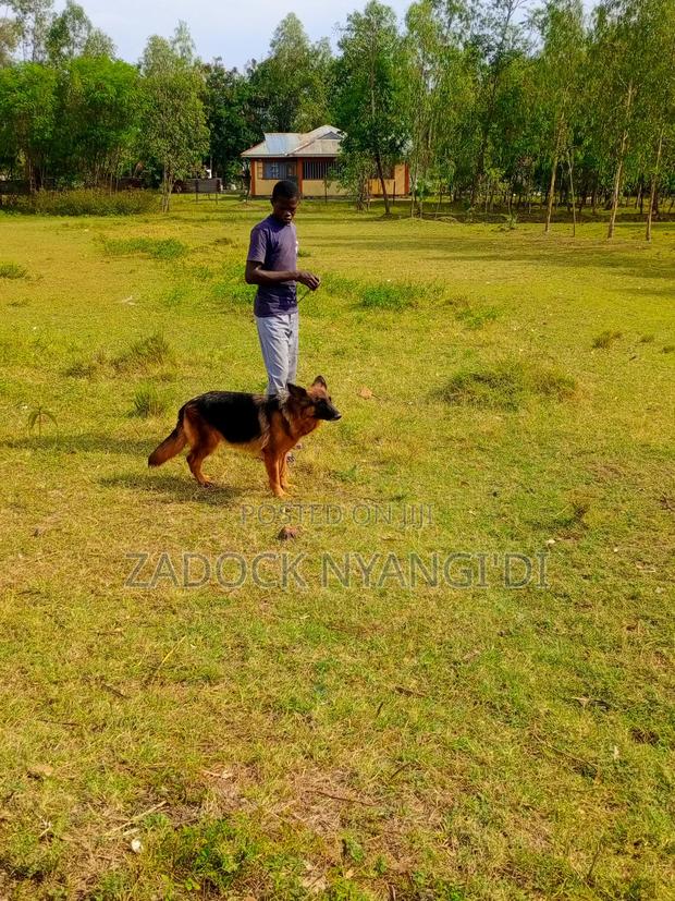 1+ year Female Purebred German Shepherd - thumbnail 5