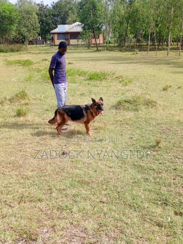 1+ year Female Purebred German Shepherd - thumbnail 6