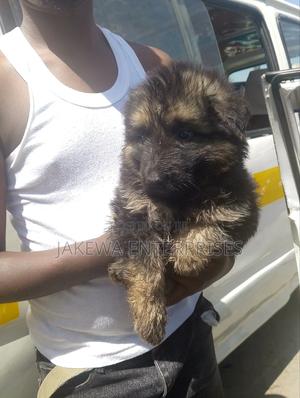 1-3 months Female Purebred German Shepherd - main view