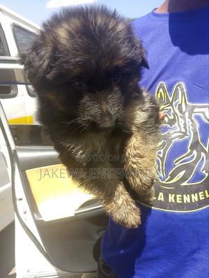 1-3 months Male Purebred German Shepherd - thumbnail 2