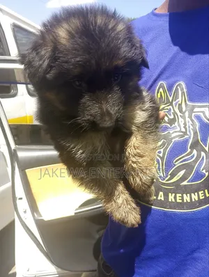 1-3 months Male Purebred German Shepherd