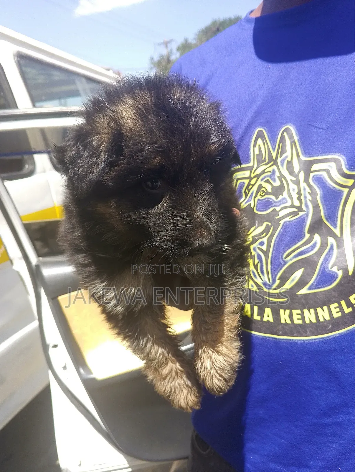 1-3 months Male Purebred German Shepherd