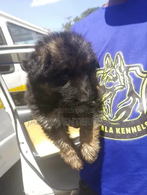 1-3 months Male Purebred German Shepherd