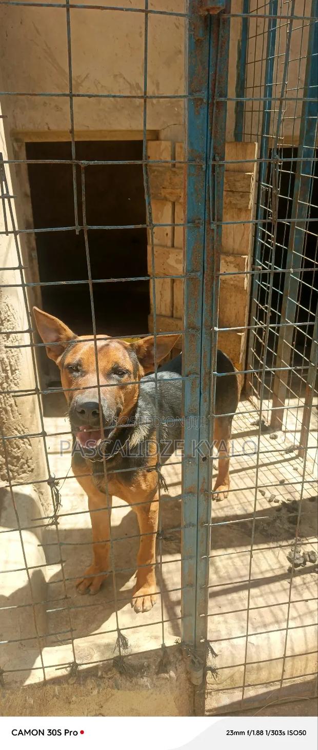 6-12 months Male Mixed Breed Rottweiler - thumbnail 2