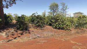 Prime Land for Sale – Thika Greens, Phase 1 - thumbnail 2