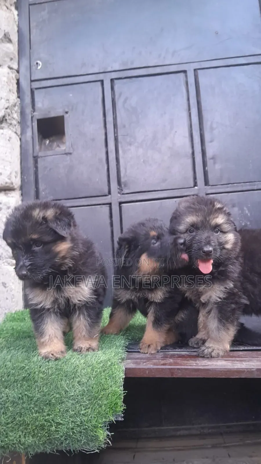 1-3 months Male Purebred German Shepherd