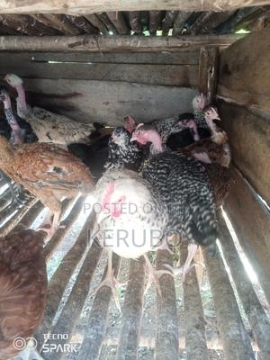 Agriculture in Poultry - main view