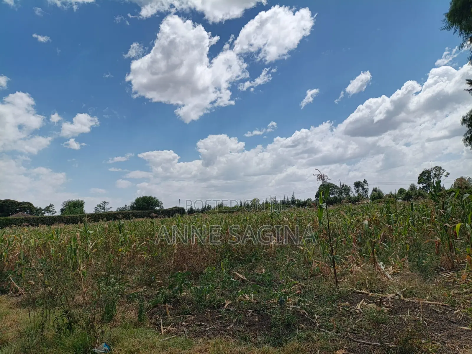 50 X 100 Plots in Ngata Verovian for Sale