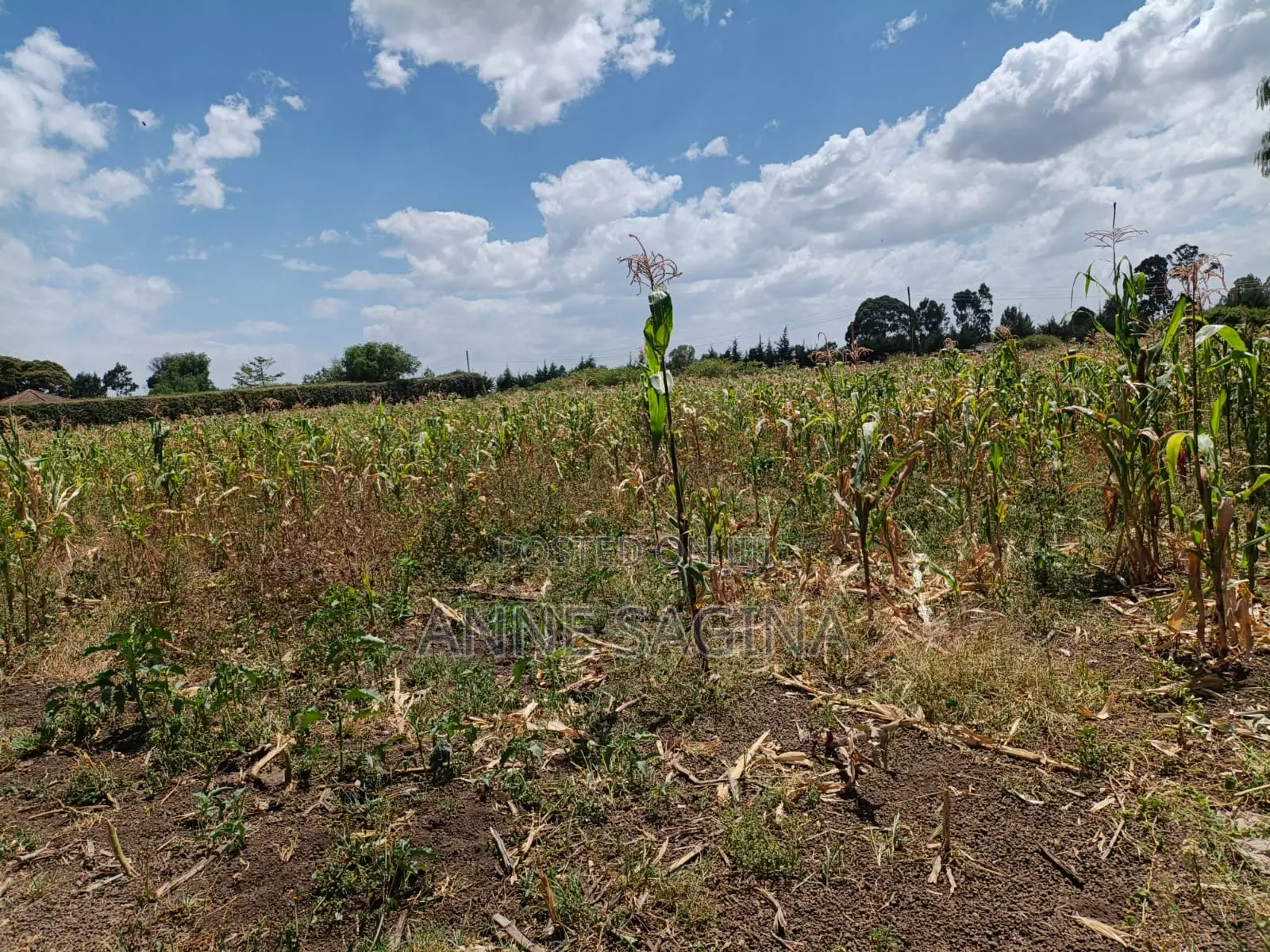 50 X 100 Plots in Ngata Verovian for Sale