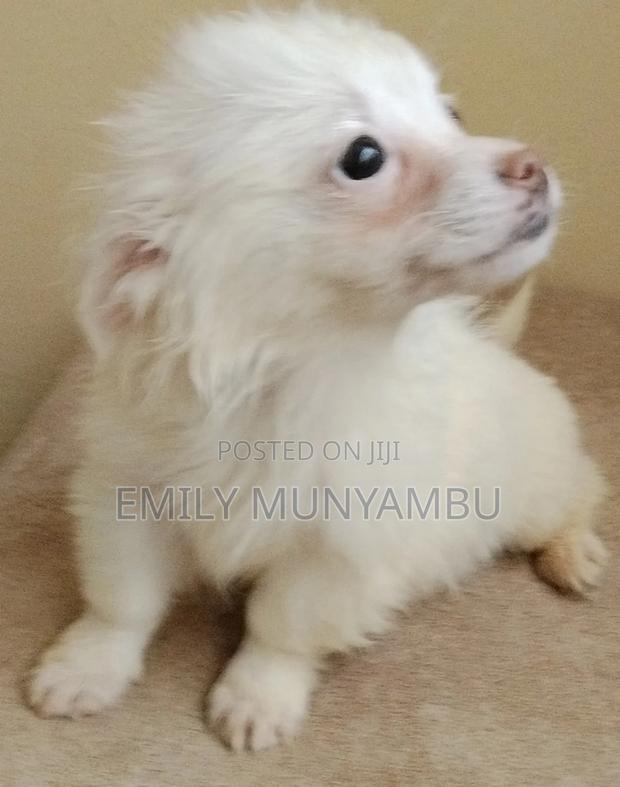 1-3 months Female Mixed Breed Japanese Spitz