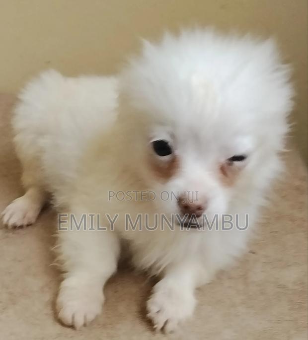 1-3 months Female Mixed Breed Japanese Spitz - thumbnail 2