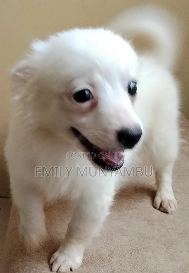 1-3 months Female Mixed Breed Japanese Spitz - thumbnail 4