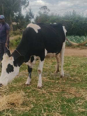 Freshian Cow on Sale - main view