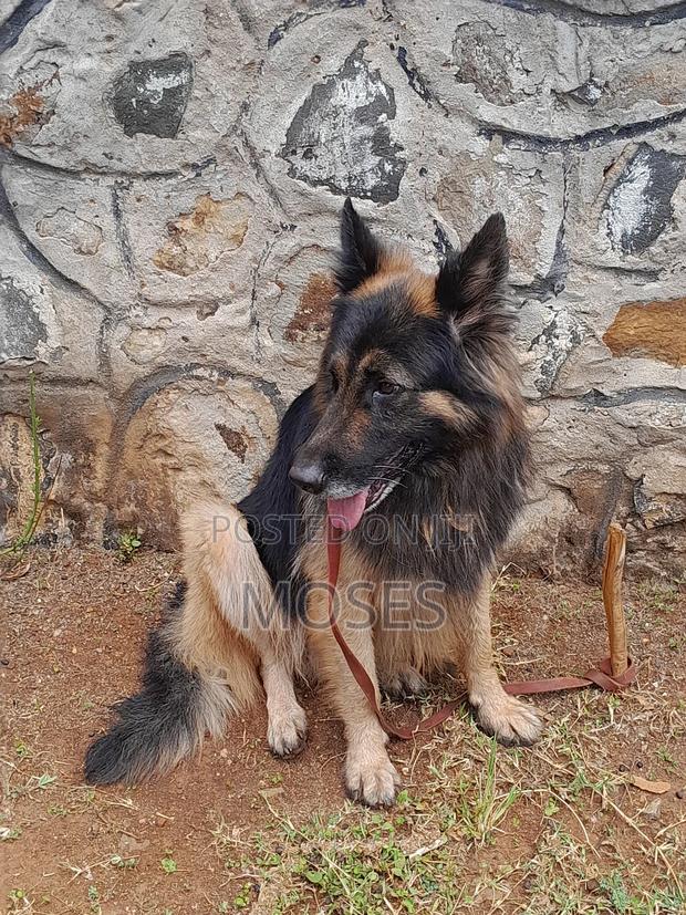 1+ year Male Purebred German Shepherd