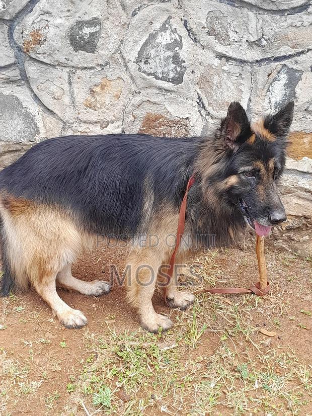 1+ year Male Purebred German Shepherd - thumbnail 3