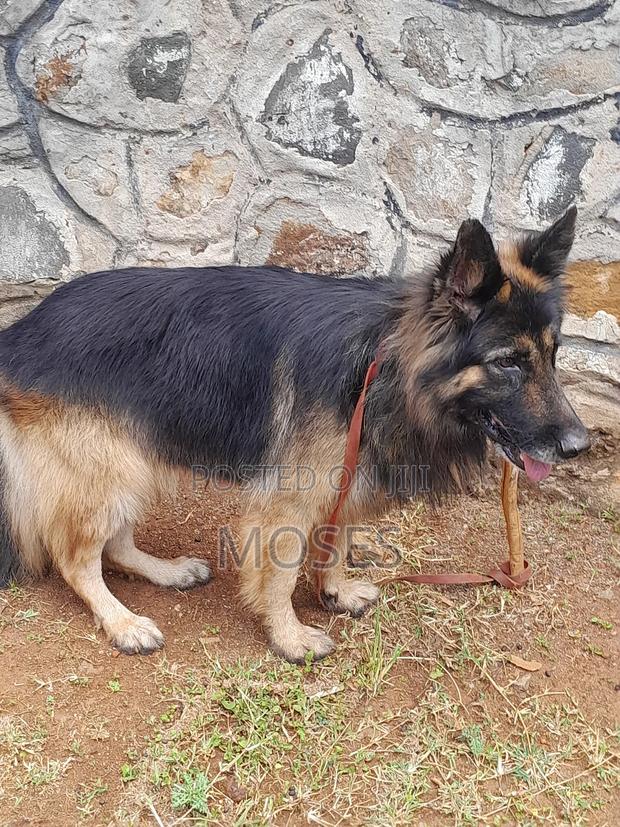 1+ year Male Purebred German Shepherd - thumbnail 4