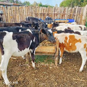 Freshian Cow on Sale - main view