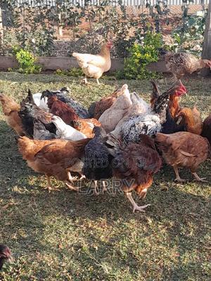 Kienyeji Chicken - thumbnail 2