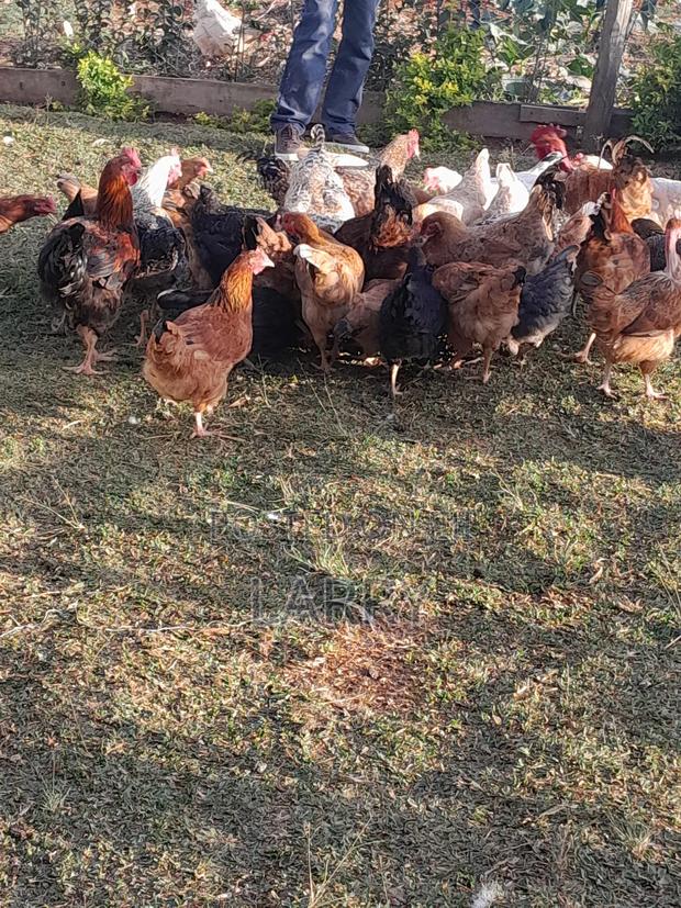 Kienyeji Chicken - thumbnail 3