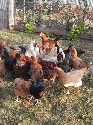 Kienyeji Chicken