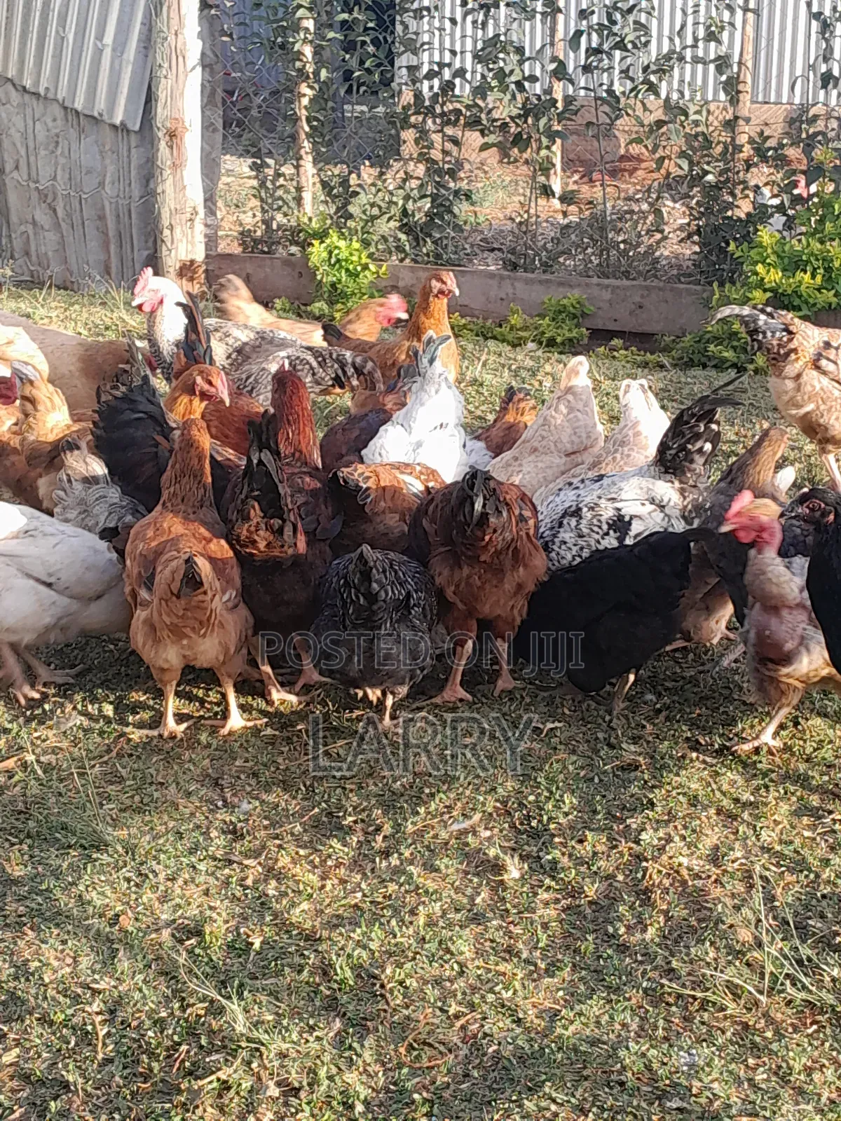 Kienyeji Chicken
