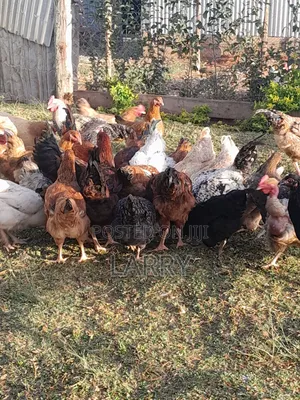 Kienyeji Chicken