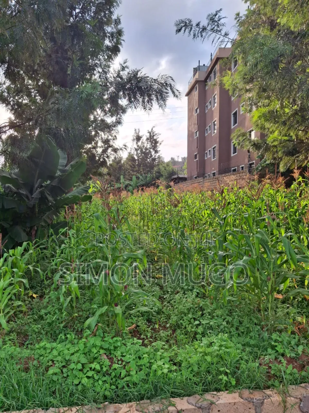 Kiamumbi Kamiti Road Prime Commercial 1/4 Acre Near Police Station