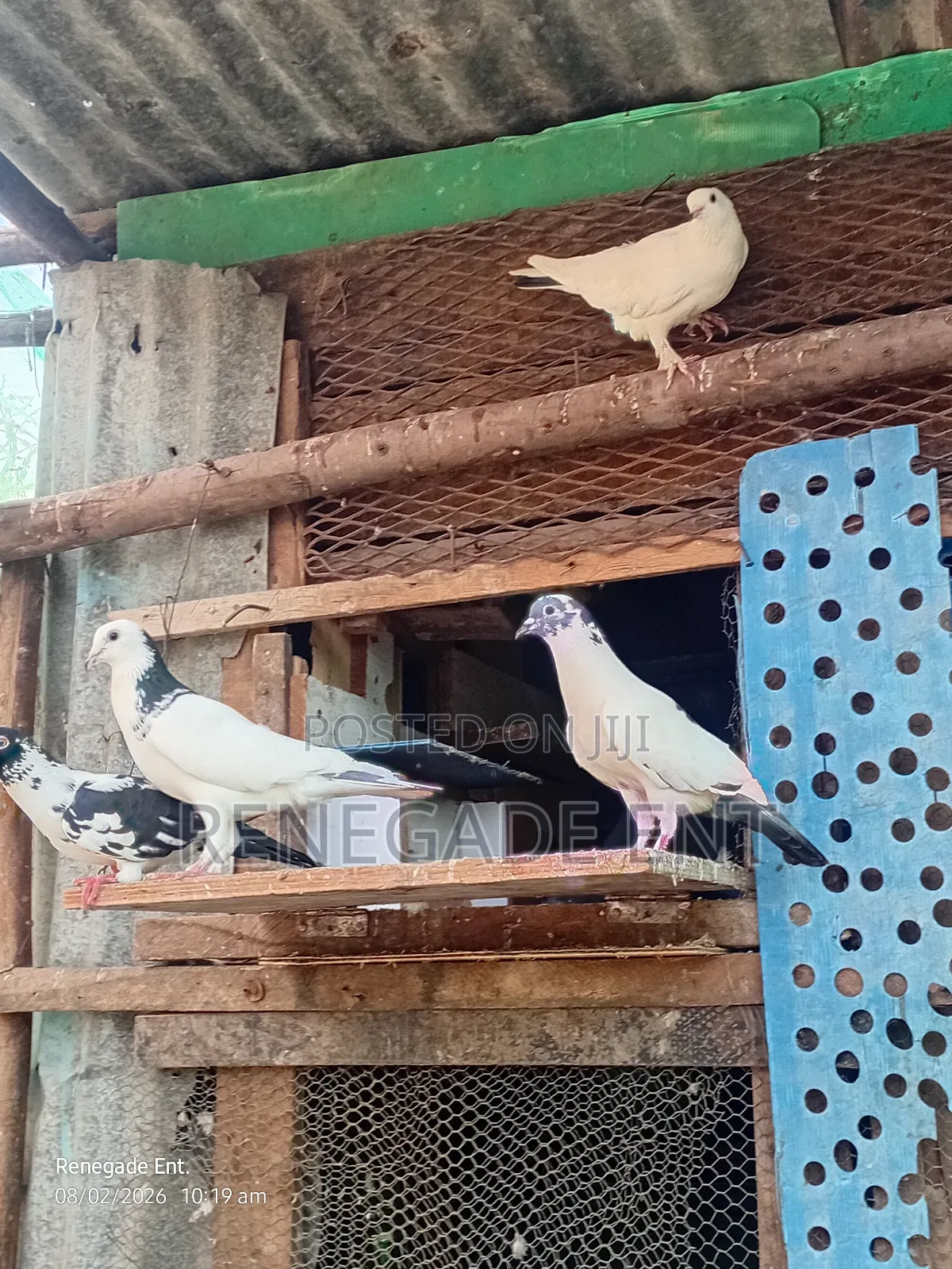 Homing Pigeons