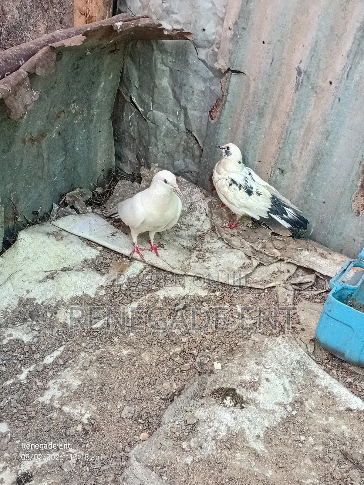 Homing Pigeons