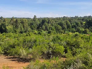 Nanyuki 11 Acres Near Mt Kenya