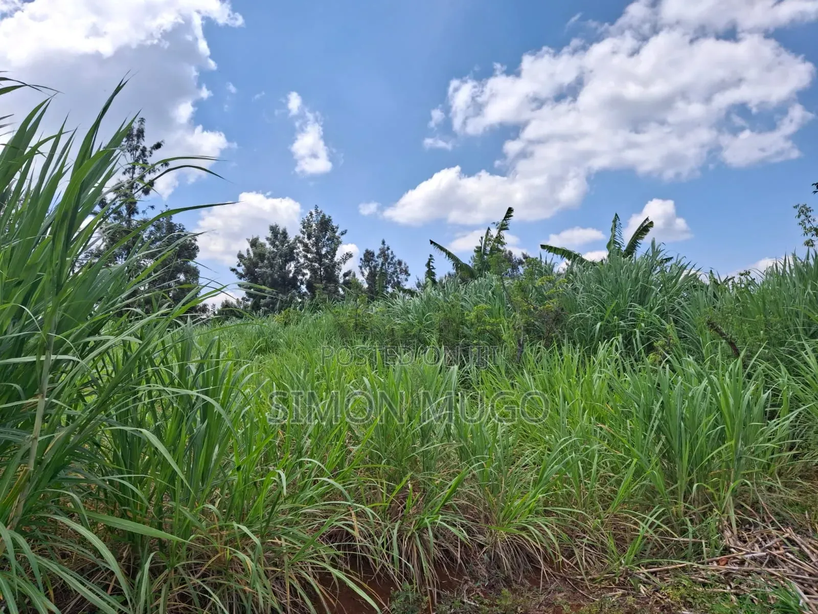 Kiahuria Tora Off Bob Harris Road Prime 1/4 Acre