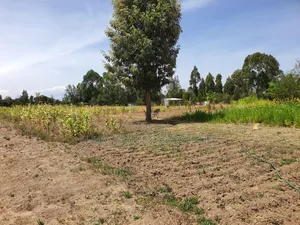 Half Acre in Gakawa