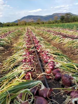 Drip Irrigation System - main view