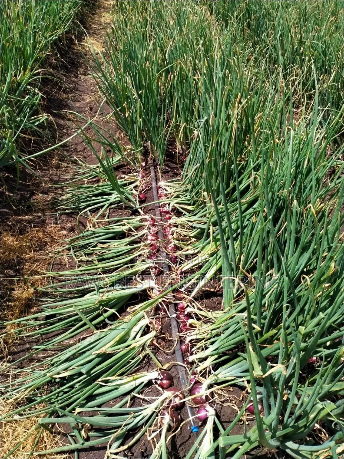 Drip Irrigation System