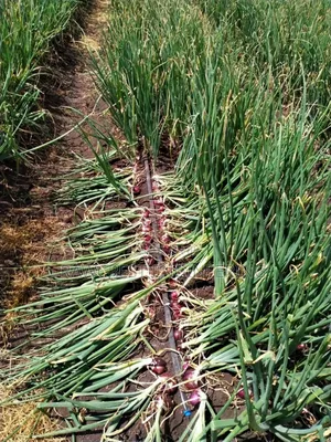 Drip Irrigation System