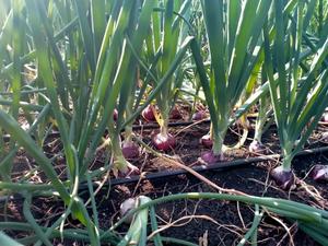 Onion Farming Experts - main view